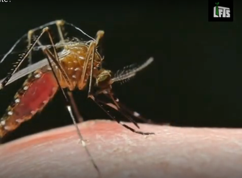 Experience the blend of nature and science with our chemical-free mosquito repellent.